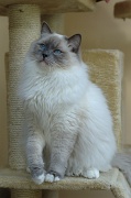 RAGDOLLS 010